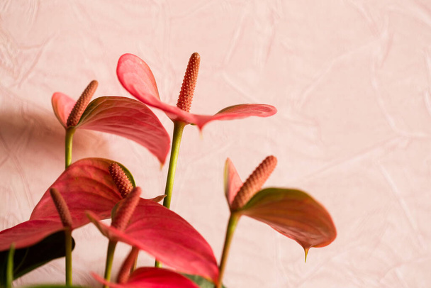 Anturie nebo plameňák květiny zblízka neonově růžové anturie květiny - Fotografie, Obrázek
