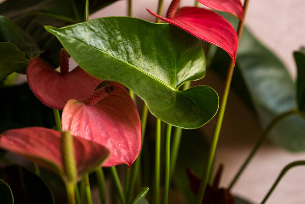 Квіти антуріуму або фламінго Крупним планом з неонових рожевих квітів антуріуму
 - Фото, зображення