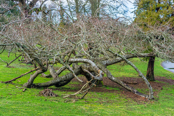 Голое дерево в парке Пойнт Дефаенс в Такоме, штат Вашингтон. - Фото, изображение