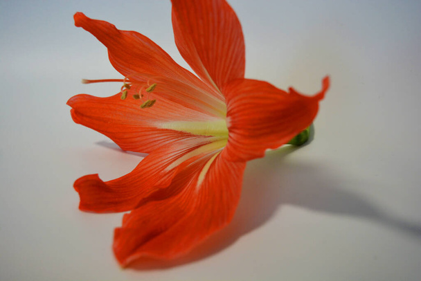 Gyönyörű és világos narancssárga amaryllis rügyek nyíltak ezen a télen. Foltos virágok nőnek egy hagymából egy bíbor, rózsaszín cserép. - Fotó, kép