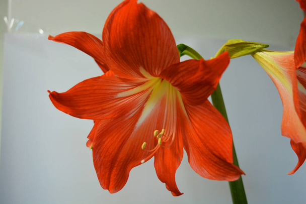 Beautiful and bright orange amaryllis buds bloomed this winter. Speckled flowers growing from a bulb in a crimson, pink pot. - Photo, Image