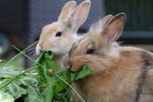 свіжий зелений для голодних кроликів
 - Фото, зображення