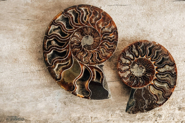 Ammonitok fosszilis héj fából készült háttér. Első látásra. Vettem, üres hely az SMS-nek. A megkövült kagylók polírozott fele szuvenírként, ajándék. - Fotó, kép
