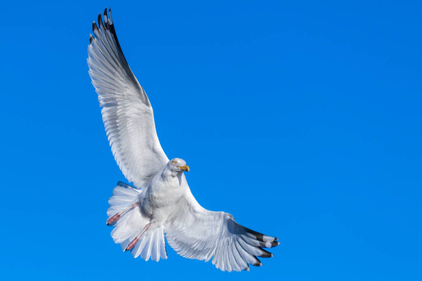 Чайка летит против голубого неба. Как видно по его крыльям, он делает жесткий поворот. Место для текста. - Фото, изображение