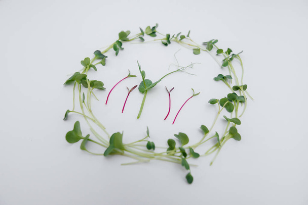 Micro-green sprouts close-up on a white background with free space. Healthy food and lifestyle - Fotó, kép