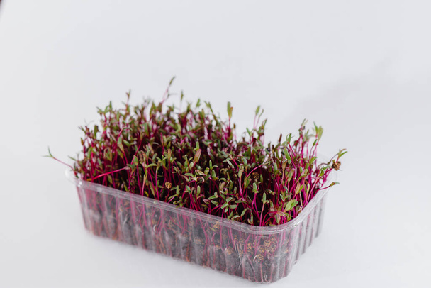 Micro-green beet sprouts close-up on a white background in a pot with soil. Healthy food and lifestyle - Фото, зображення