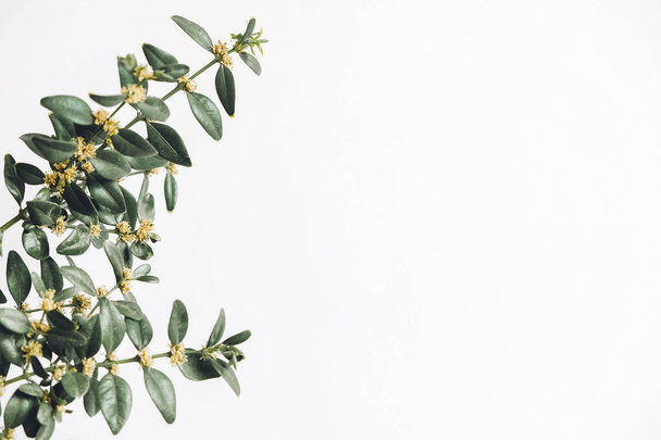 Bunch of green twigs buxus on a white background. Copy, empty space for text. - Photo, Image