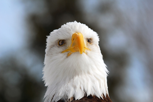 Águia careca americana
 - Foto, Imagem