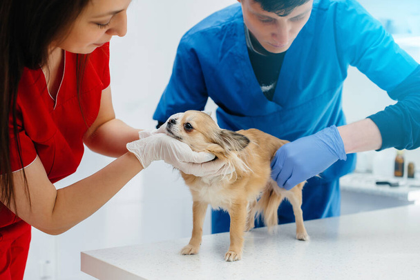 In a modern veterinary clinic, a thoroughbred Chihuahua is examined and treated on the table. Veterinary clinic - Фото, изображение