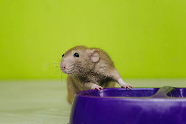 緑の背景に猫の鉢の上にベージュのネズミが座っている。ペットから食料を盗む - 写真・画像