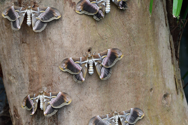 Az ailanthus silkmoths (samia cynthia) közeli képe egy fatörzsön - Fotó, kép