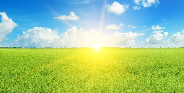Scene of sunset or sunrise on the pea field. Agricultural background. Wide photo. - Foto, Bild