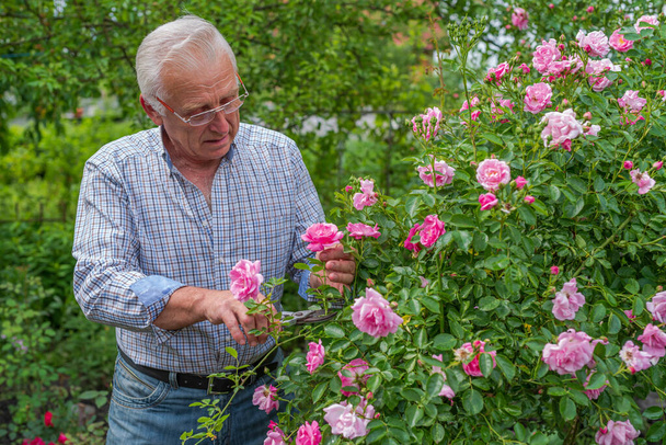 Starší muž krájí růže za slunečného dne. Jarní a letní zahradničení. - Fotografie, Obrázek