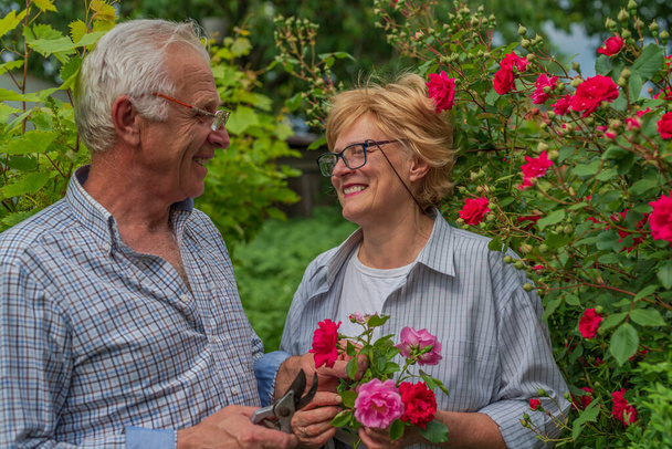 Glücklich lächelndes älteres Ehepaar schneidet an einem sonnigen Tag Rosen. Gartenarbeit im Frühling und Sommer. - Foto, Bild