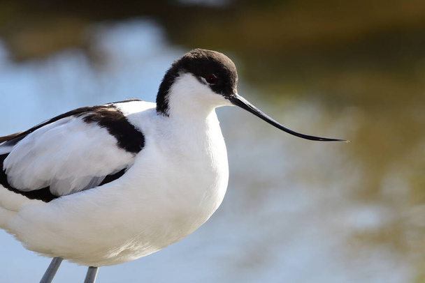 Close up portrait of a pied avocet (Recurvirostra avosetta) standing by the water - Photo, Image