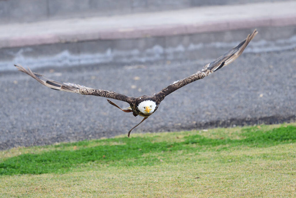 Retrato de un águila calva (haliaeetus leucocephalus) en vuelo durante una exhibición de cetrería
 - Foto, Imagen
