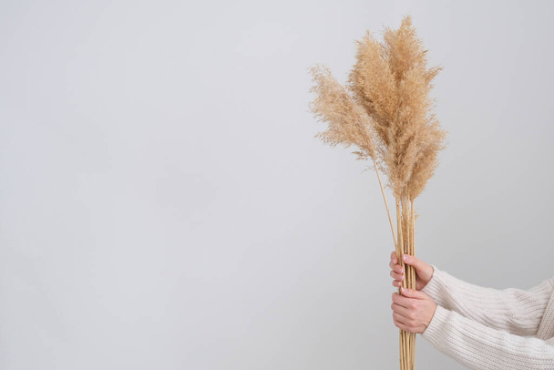 Женская рука держит пампасную траву. Рид Плюм стебель, сушеные пампасы трава, декоративные перья цветок механизм для дома, новый модный домашний декор - Фото, изображение