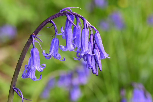 Zbliżenie pojedynczego kwiatu dzwonu błękitnego (hiacinthoides non-scripta) w rozkwicie - Zdjęcie, obraz
