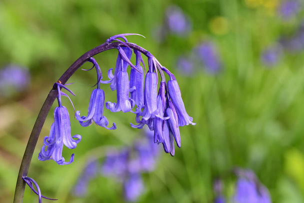 Közelkép egyetlen Bluebell virág (jácinthoides non-scripta) virágzik - Fotó, kép