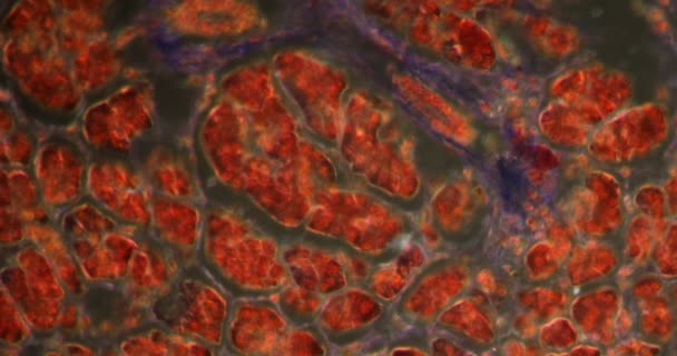 slinivka s ostrůvkovými buňkami v Darkfieldově tkáni pod mikroskopem 200x - Záběry, video