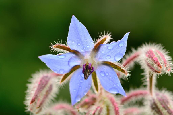 Plan macro d'une fleur de bourrache (borago officinalis) recouverte de gouttelettes d'eau - Photo, image