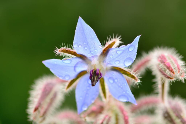 Makro zdjęcie kwiatu odwiertu (borago officinalis) pokrytego kropelkami wody - Zdjęcie, obraz