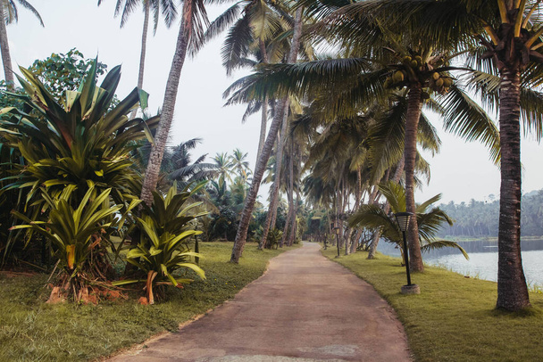 Chemin au milieu de majestueux palmiers dans l'un des parcs. Copier, espace vide pour le texte. - Photo, image