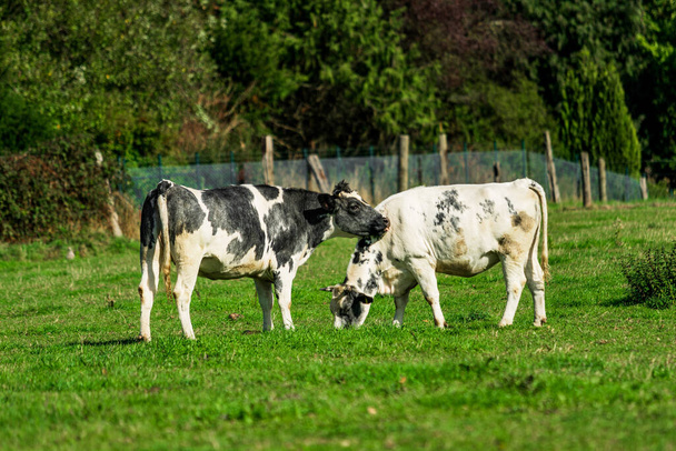 Cattle in the meadow. Cows on a green field.  - Foto, Imagen