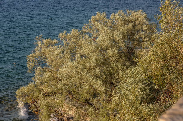 View from above the lake. Tree with branches and leaves on the shore of the lake. Beautiful panoramic postcard - Φωτογραφία, εικόνα
