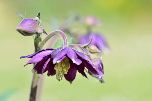 Close up of a columbine flower in bloom - Photo, Image