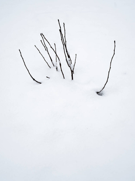 Branches coming out of the snow at the top of the image - 写真・画像