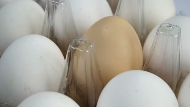 Τα φρέσκα ωμά αυγά κοτόπουλου περιστρέφονται κυκλικά σε διαφανές πλαστικό κουτί αυγών στο αγρόκτημα ή στην αγορά. Αργή κίνηση. Μακρο. Κοντινό πλάνο. - Πλάνα, βίντεο