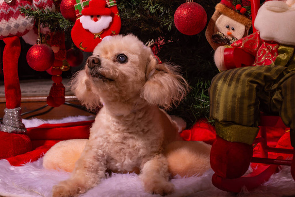小さなプードル子犬はクリスマスツリーの下にあります. - 写真・画像