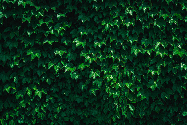 Fresh green leaves covering the wall. Natural green background from young green leaves. - Foto, Imagen