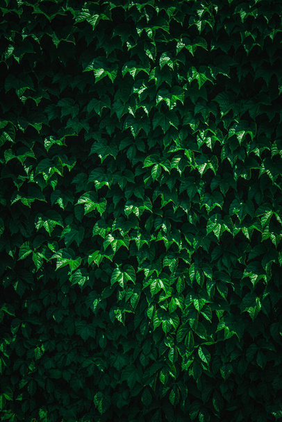 Fresh green leaves covering the wall. Natural green background from young green leaves. - Fotoğraf, Görsel