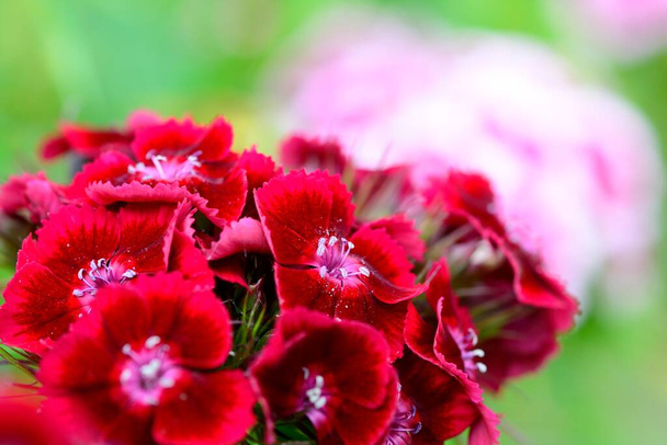 Großaufnahme von roten süßen William-Blüten (dianthus barbatus) im Garten - Foto, Bild