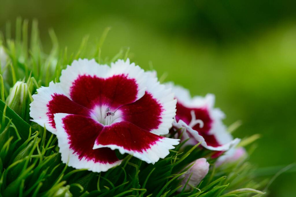 Makroaufnahme von rot-weiß süßen William (dianthus barbatus) Blumen in Blüte - Foto, Bild