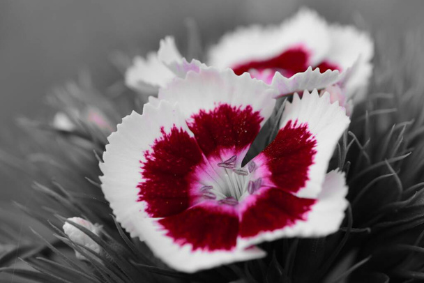 Colorsplash of red and white sweet William (dianthus barbatus) flowers - Photo, Image