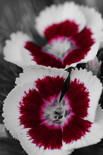Farbenpracht aus roten und weißen süßen William (dianthus barbatus) Blüten - Foto, Bild