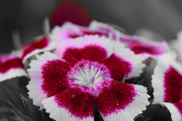 Farbtupfer roter und weißer Dianthus-Blüten in voller Blüte - Foto, Bild