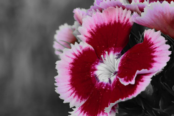 Farbenpracht einer süßen William-Blume in Blüte - Foto, Bild