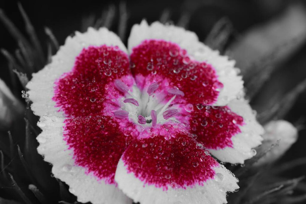 Colorsplash of a single dianthus flower in bloom - Photo, Image