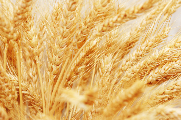 Orecchie di grano isolate sullo sfondo bianco
 - Foto, immagini