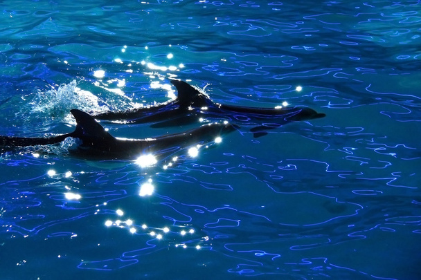 delfinek-víz - Fotó, kép