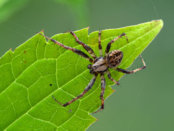 Pretty male orbweaver spider crawling on a green leaf at Boundary Bay saltmarsh, Ladner, Delta, British Columbia, Canada - Photo, Image