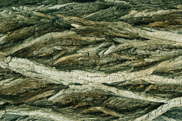 Old tree bark close-up with beautiful patterns for graphic design or Wallpaper Natural background in abstract style. - Foto, imagen