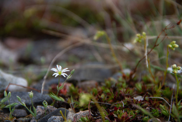 Белое арктическое растение найдено в тундре, недалеко от Арвиата, Нунавут Канада - Фото, изображение