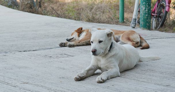 Stray dog sleep on the ground - Fotografie, Obrázek
