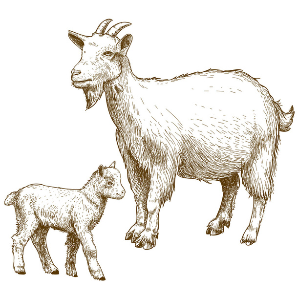 Векторная иллюстрация гравировки козы и ребенка
 - Вектор,изображение