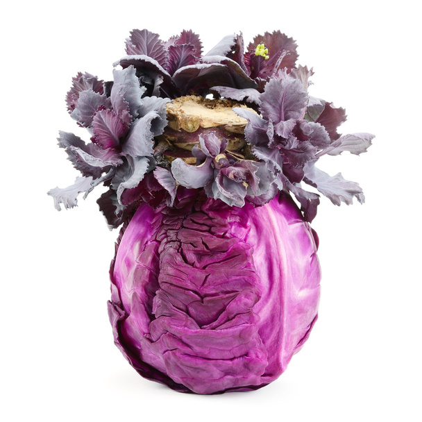 cabbage-head - Photo, Image